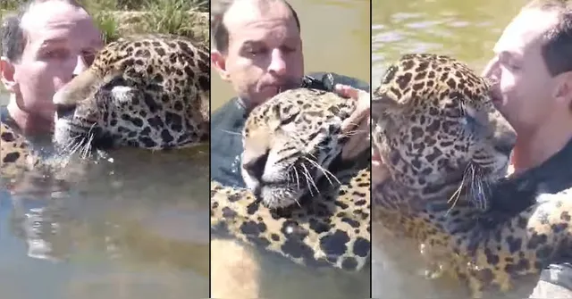 Imagem ilustrativa da notícia Amigo da onça: vídeo com felino "carinhoso" abraçando homem volta a viralizar