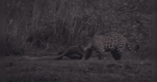 Imagem ilustrativa da notícia Vídeo: onça-pintada luta contra sucuri gigante