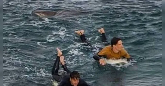 Imagem ilustrativa da notícia Surfista é atacado por tubarão, mas dá socos no animal e sobrevive; veja o vídeo!