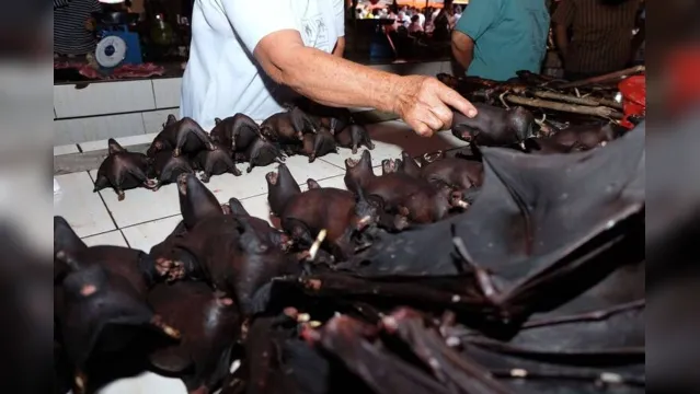 Imagem ilustrativa da notícia Cientistas descobrem sete novos tipos coronavírus em morcegos na África