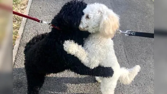 Imagem ilustrativa da notícia Cães separados quando filhotes se abraçam ao se reencontrarem. Veja as fotos!