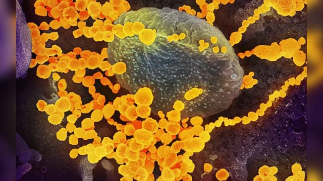 Imagem ilustrativa da notícia Cientistas descobrem 14 mutações do novo coronavírus