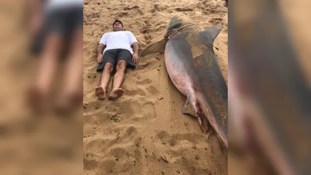 Imagem ilustrativa da notícia Tubarão de 3 metros é capturado na costa brasileira; veja!