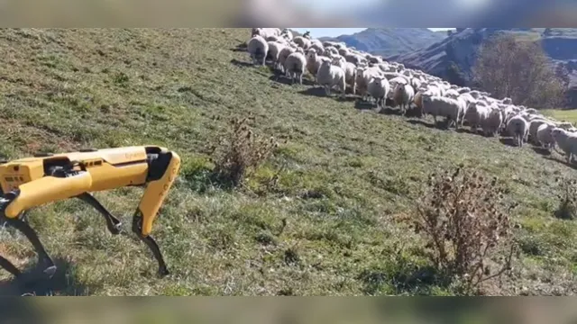 Imagem ilustrativa da notícia Vídeo impressionante mostra cachorro robô pastoreando ovelhas