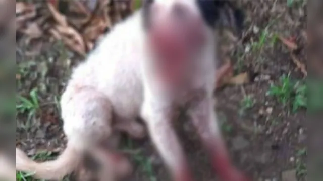 Imagem ilustrativa da notícia Crueldade: homem arranca focinho de cachorro e o abandona na rua 