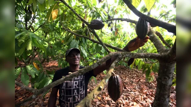 Imagem ilustrativa da notícia Agricultores vulneráveis de Santarém Novo recebem crédito rural durante pandemia