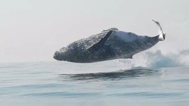 Imagem ilustrativa da notícia Vídeo: Baleia de 40 toneladas impressiona ao saltar para fora da água