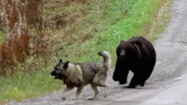 Imagem ilustrativa da notícia Cão sai para fazer xixi na floresta e volta brincando com urso; veja!