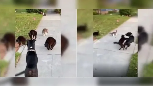 Imagem ilustrativa da notícia Cão é atacado por "gangue" de gatos em briga por território