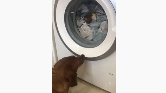 Imagem ilustrativa da notícia Vídeo: cão chora ao ver seu brinquedo dentro da máquina de lavar