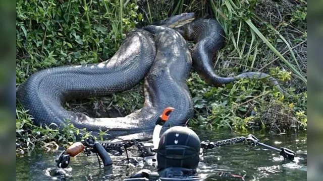 Imagem ilustrativa da notícia Cobra gigante dá susto em mergulhadores; veja o vídeo!