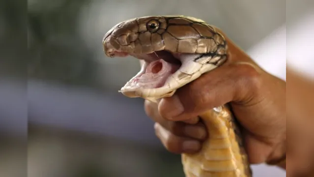 Imagem ilustrativa da notícia Homem fica com pulmões cheios de vermes após comer cobra crua 