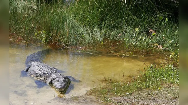 Imagem ilustrativa da notícia Homem é devorado por crocodilo após fugir da quarentena para pescar