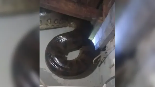 Imagem ilustrativa da notícia Família encontra cobra de 3,5 metros no banheiro de casa em Belém; veja vídeo!