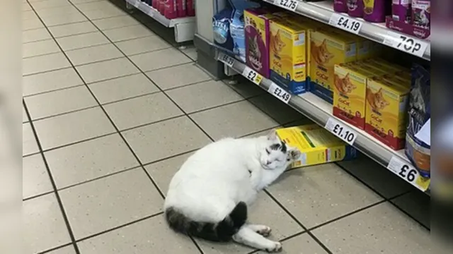 Imagem ilustrativa da notícia Gato invade supermercado para roubar ração é flagrado dormindo na cena do crime