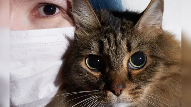 Imagem ilustrativa da notícia COVID-19: 1º caso de gato infectado é registrado na Bélgica