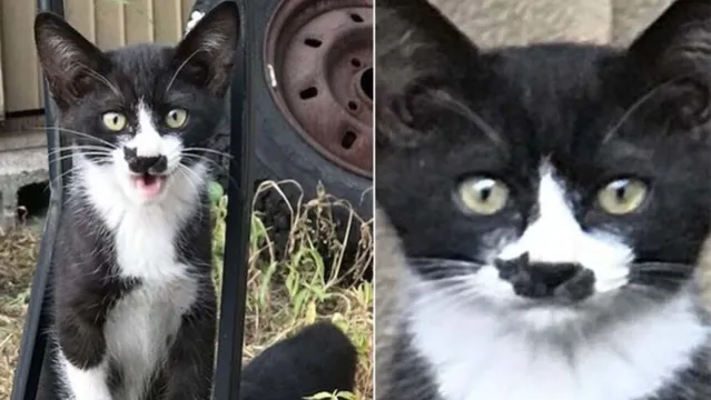 Imagem ilustrativa da notícia Gato com pinta de "gatinho" no nariz faz sucesso na web; veja!