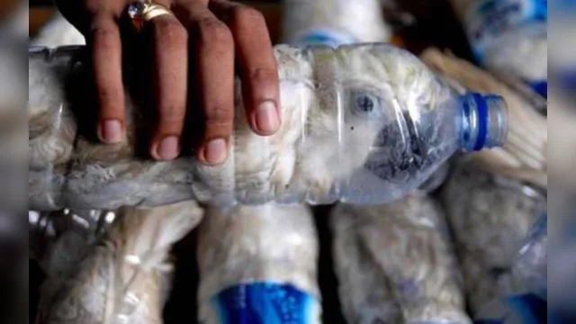 Imagem ilustrativa da notícia Pássaros raros presos em garrafas pet são apreendidos pela polícia