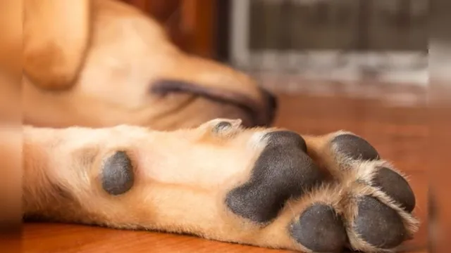 Imagem ilustrativa da notícia Higienizar a pata do cachorro com álcool em gel ou desinfetante pode causar queimaduras