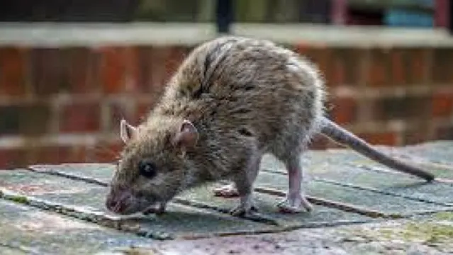 Imagem ilustrativa da notícia China registra transmissão da hepatite de ratos para humanos 