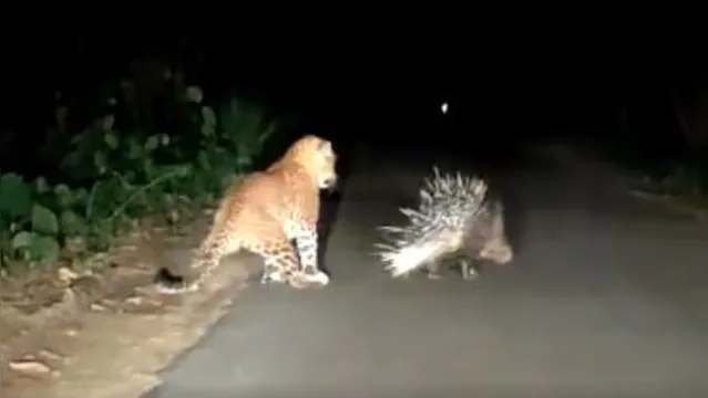Imagem ilustrativa da notícia Leopardo leva a pior ao tentar atacar porco-espinho; assista