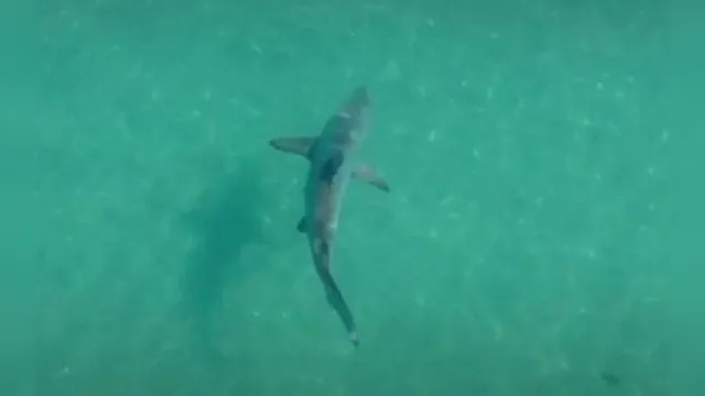 Imagem ilustrativa da notícia Tubarões gigantes são flagrados em Angra dos Reis. Veja! 