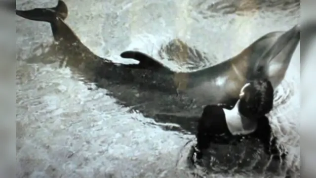 Imagem ilustrativa da notícia Mulher faz sexo com golfinhos para experimento da Nasa