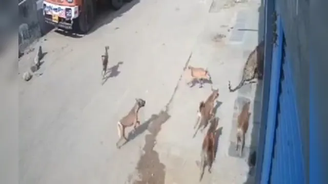 Imagem ilustrativa da notícia Cães partem para cima de leopardo após felino tentar atacar homens na rua; assista!