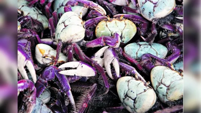 Imagem ilustrativa da notícia Preço do caranguejo está em baixa em Belém, aponta pesquisa 