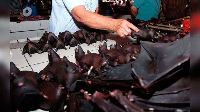 Imagem ilustrativa da notícia Cidade chinesa de Wuhan proíbe venda de carne de morcego