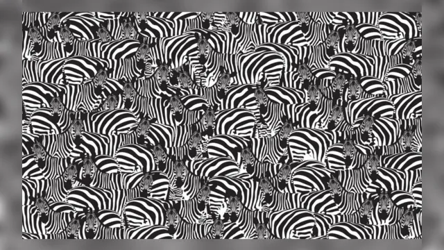 Imagem ilustrativa da notícia Ache o teclado! Tente encontrar o instrumento entre as zebras em menos de 1 minuto