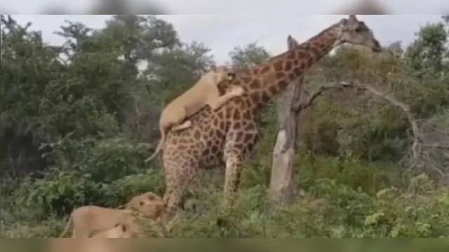 Imagem ilustrativa da notícia Girafa sobrevive a ataque de leões e vídeo viraliza; assista!