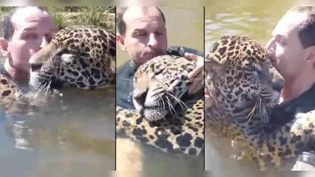 Imagem ilustrativa da notícia Amigo da onça: vídeo com felino "carinhoso" abraçando homem volta a viralizar