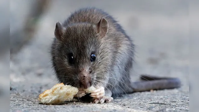 Imagem ilustrativa da notícia Ratos praticam canibalismo após escassez de lixo causada pela pandemia