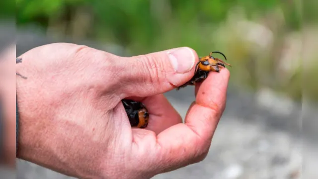 Imagem ilustrativa da notícia Apicultor morre na Espanha após ser picado por vespa asiática
