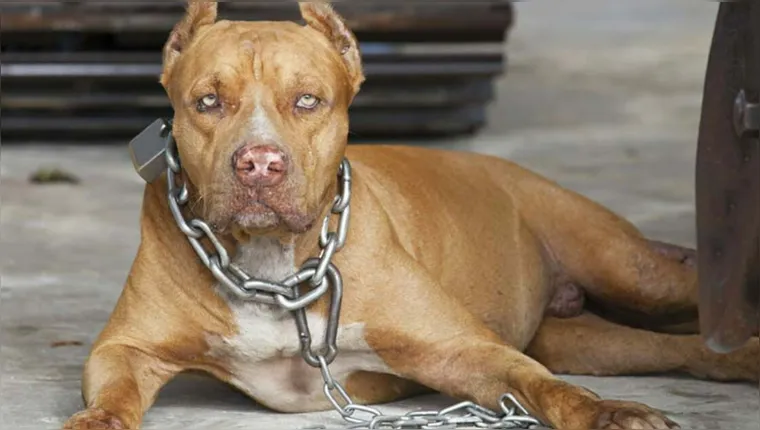 Imagem ilustrativa da notícia Cachorro da raça pitbull ataca e mata dono durante ataque epilético