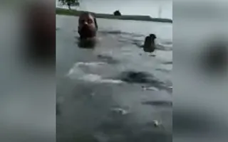 Momento do ataque foi gravado