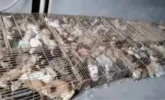 Imagem ilustrativa da notícia Centenas de gatos que virariam alimento são flagrados em gaiolas. Veja