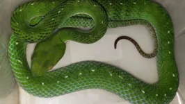 A Trimeresurus vogeli, conhecida como víbora-verde-de-vogel, é uma espécie encontrada na Ásia e não há antídoto para o veneno dela no Brasil
