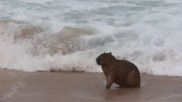 A capivara ainda desfilou pela areia e deu muito trabalho para os guardas municipais 