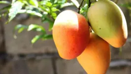 Técnica fica disponível para uso por agricultores interessados
