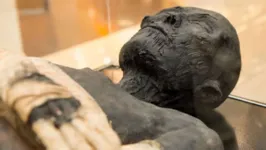 Registros apontavam que os sarcófagos tinham mais de 2 mil anos e guardavam corações humanos