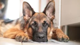 Os veterinários que examinaram o cachorro acreditam que ele tinha linfoma, o que pode ter agravado o quadro da doença