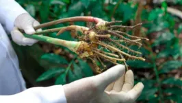 Os pesquisadores preferem não divulgar quais plantas estão sendo estudadas para que não haja uma corrida em busca da substância antes dos testes conclusivos.