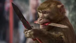 Os animais estariam armados até com chaves de fenda e têm causado danos aos veículos dos visitantes
