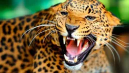 É o segundo ataque de leopardo contra os cachorros da residência em 15 dias