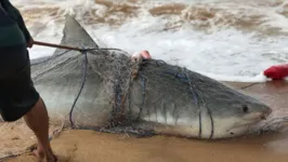 Segundo o trabalhador, o animal veio junto aos camarões que tentava pegar para vender 