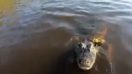 O animal acabou se afastando após o ataque e o passeio continuou.