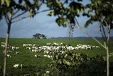 O órgão está divulgando medidas para evitar a contaminação do coronavírus em casa e nas atividades agropecuárias, inclusive com divulgação nas redes sociais