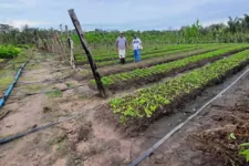 Os agricultores podem diversificar as atividades e programar a geração de renda.